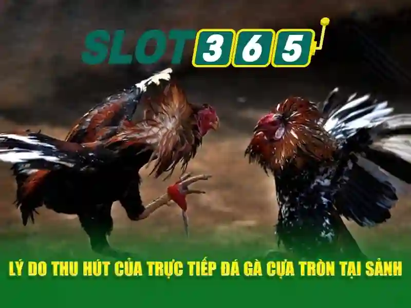 Slot365: Trải nghiệm slot trực tuyến an toàn và giải trí