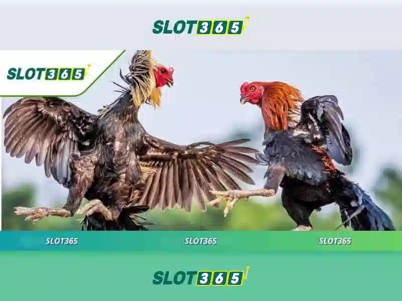 slot365 – Tổng quan, trải nghiệm và đăng nhập Slot365