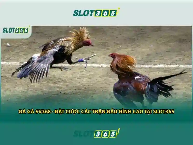 Slot365: Tổng quan và Trải nghiệm chơi slot trực tuyến