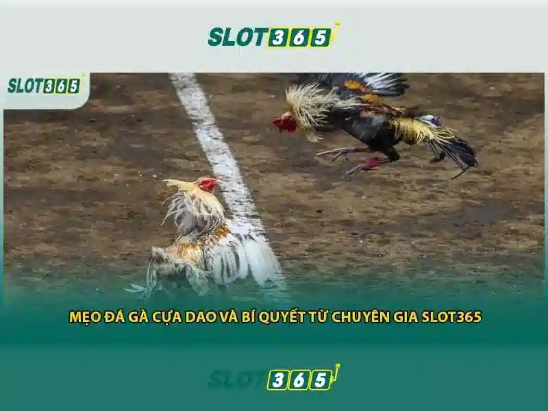 Slot365 uy tín không – Tổng quan và đánh giá đầy đủ