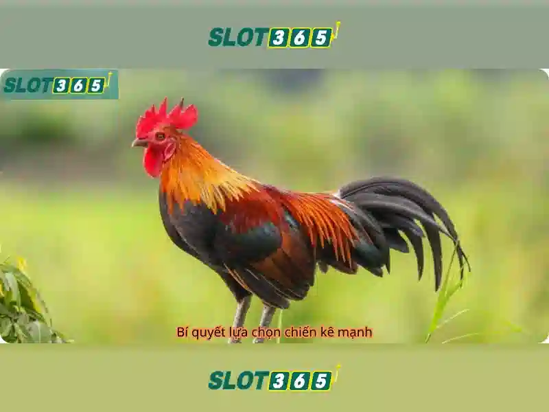 Slot365 - Nền tảng máy xè trực tuyến uy tín