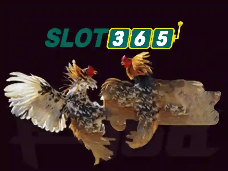 slot365 win – Trải nghiệm slot365 win và dịch vụ nổi bật